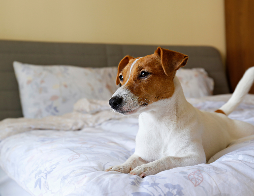 Dog relaxing on a hotel bed